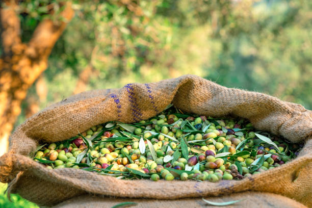 Agricola Chiera, Olive Sacco