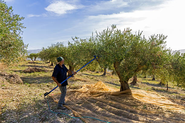 Agricola Chiera Olivo Raccolta